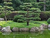 PINUS THUNBERGII, JAPANESE BLACK PINE