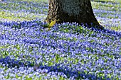 SCILLA SIBERICA