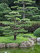 PINUS THUNBERGII, JAPANESE BLACK PINE