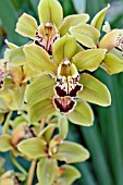 CYMBIDIUM PIROUETTE