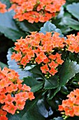 KALANCHOE BLOSSFELDIANA