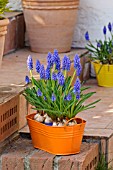 MUSCARI ARMENIACUM