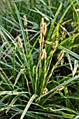 CAREX MORROWII