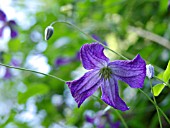 CLEMATIS VITICELLA