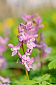 CORYDALIS CAVA