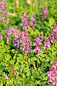 CORYDALIS CAVA