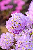 PRIMULA DENTICULATA