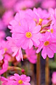 PRIMULA ROSEA