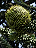 ARAUCARIA ARAUCANA, CHILE PINE