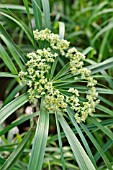 CYPERUS ALTERNIFOLIUS