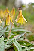 ERYTHRONIUM AMERICANUM