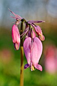 DICENTRA EXIMIA