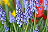 MUSCARI ARMENIACUM