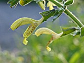 SALVIA NUBICOLA, SAGE