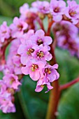 BERGENIA CORDIFOLIA