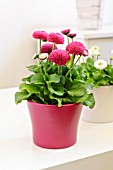 BELLIS PERENNIS