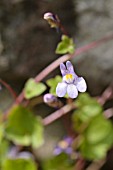 CYMBALARIA MURALIS