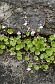 CYMBALARIA MURALIS