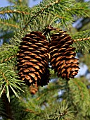 PICEA SPINULOSA, SIKKIM SPRUCE