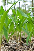 CONVALLARIA MAJALIS