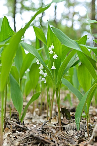 CONVALLARIA_MAJALIS