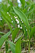 CONVALLARIA MAJALIS