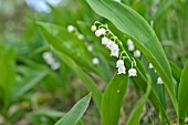 CONVALLARIA MAJALIS