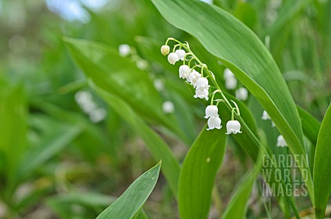 CONVALLARIA_MAJALIS