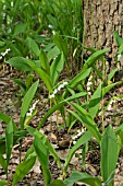 CONVALLARIA MAJALIS