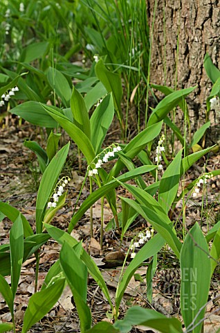 CONVALLARIA_MAJALIS