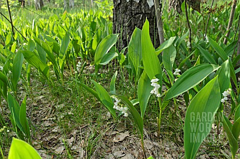 CONVALLARIA_MAJALIS