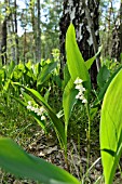 CONVALLARIA MAJALIS