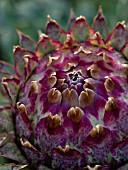 CYNARA SCOLYMUS, ARTICHOKE