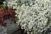 CERASTIUM TOMENTOSUM