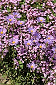 ASTER ALPINUS AND SAPONARIA OCYMOIDES