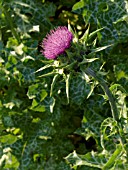 SILYBUM MARIANUM