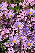 ASTER ALPINUS AND SAPONARIA OCYMOIDES