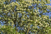 ROBINIA PSEUDOACACIA