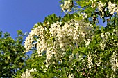 ROBINIA PSEUDOACACIA