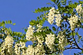 ROBINIA PSEUDOACACIA