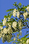 ROBINIA PSEUDOACACIA