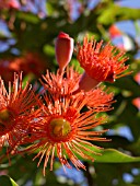 CORYMBIA FICIFOLIA