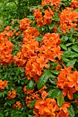 RHODODENDRON