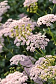 PIMPINELLA MAJOR