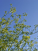 FERULA ASSA-FOETIDA, STINKING GUM