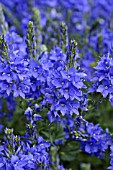 VERONICA AUSTRIACA VAR. TEUCRIUM KNALLBLAU