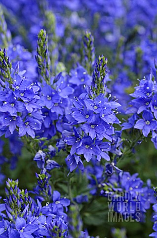 VERONICA_AUSTRIACA_VAR_TEUCRIUM_KNALLBLAU