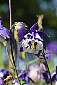 AQUILEGIA