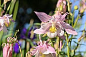 AQUILEGIA