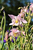 AQUILEGIA